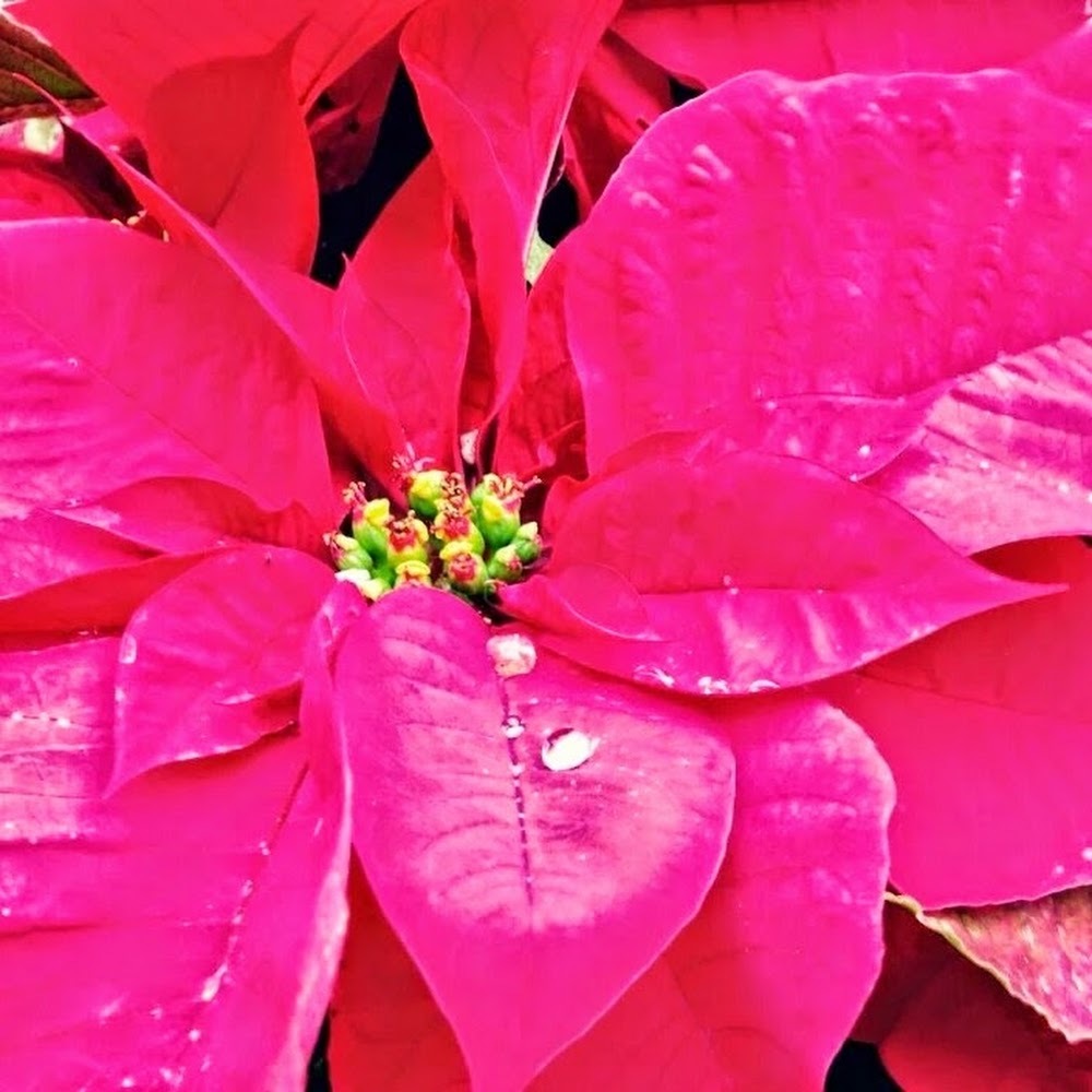 Meet your Posher, Karla